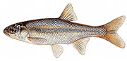 shiner fish